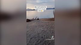 Border collie dashes into the Loch Lomond like punters rushing to pubs for a pint