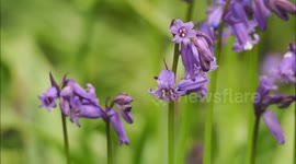 Vibrant bluebells bloom in ancient Kent woodland