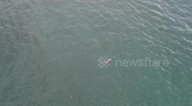 A pod of Dolphins with adolescent dolphins visiting the Port of a Small fishing City in Ecuador, South America.
