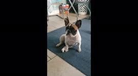 Super cute French Bulldog looks like a GIF!