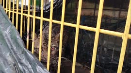 #ASMR Rare Leopard sound when Evacuated by consevation officer