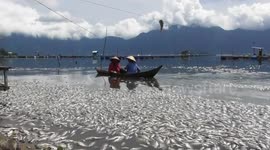 Indonesian lake littered with thousands of carcasses as fish 'suddenly die'