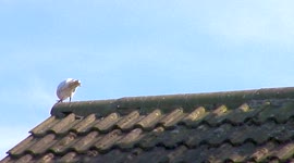 White Feral Pidgeon performing a springtime mating ritual on the apex of a rooftop
