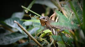 The Chameleon Mane Version Of The Head Dance on April 29,2021