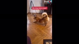 'Yoga Dog Stretches Like a Pro '