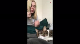 ''I Dare You, I Double Dare You!' Cat's Angry Reaction to being Kissed by Owner'
