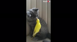 Wholesome clips show unlikely friendship between kitten and parakeet