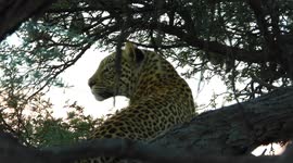 Can you spot it? Majestic leopard leaps up onto roadside tree