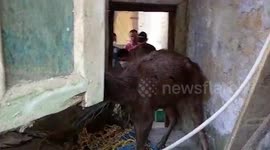 Officials rescue sambar deer from factory in India and release it back into wild