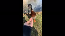Feeding the duck named Long Boi who went viral for his extraordinary height