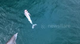 Enchanting drone footage shows bottlenose dolphins playing and leaping out of a sparkling ocean
