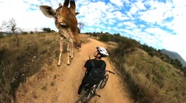 Curious giraffe stops couple in their tracks and begins nuzzling them in incredible close encounter