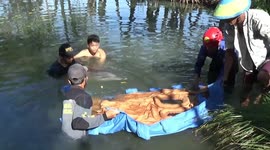 Indonesian officials rescue dolphin that was stranded in pond for two days