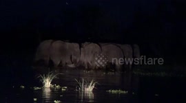 Herd of elephants move across lake in Sri Lanka