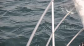 This massive shark was spotted swimming up a BRITISH RIVER in Cornwall