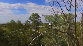 A birds eye view of an African fish eagle