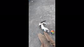 1st time cat playing with ball