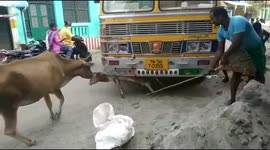 Protective cow charges locals trying to free calf stuck under lorry