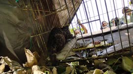 Take it off a clouded leopard caught in a resident's house back to the protected forest