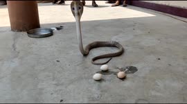 Cobra snake hunted eggs with hen and then sprouted three eggs.