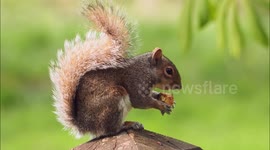 Close up of a squirrel enjoying a quick snack in Spring sunshine in Kent, UK