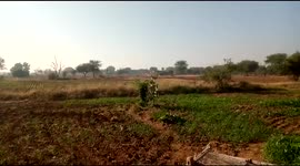 Village | Beautiful Scene | Pakistani Villages | Orange Fields