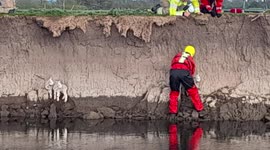Wool you help? Baby lambs rescued from Derbyshire embankment by heroic firefighters