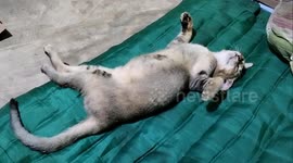 Adorable cat sleeps like the dead