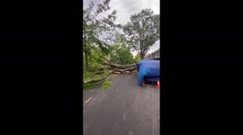 Damaging winds in Washington D.C. area cause downed trees, power outage