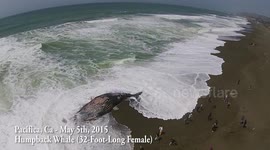 Humpback whale stranded on Californian beach