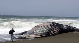 Huge dead humpback whale washes up in California