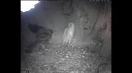 Barn owl fights kestrel in nest