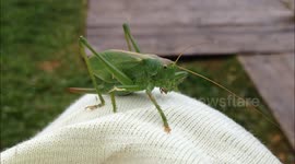 Grasshopper