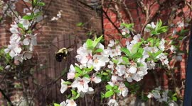 Spring bumblebees filmed in slow motion