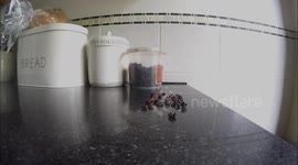 Cheeky Bird  Enters Family Home.