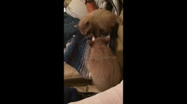 Baby raccoons play on a sofa