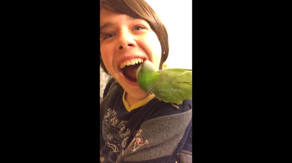 Pet bird pulls out boy's tooth