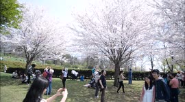 Cherry blossom attracts visitors to Toronto's High Park