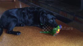 Parrot and Dog