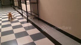 Bunny chases cat down a hallway
