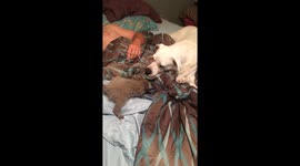 Baby raccoons with bulldog