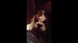 English Bulldog must have his paw on you