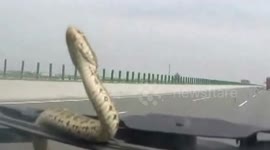Snake appears on coach windscreen on highway