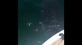 Whale Shark Video