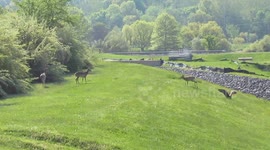 Goose vs. Deer