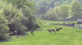 'Aggressive' goose charges at deer