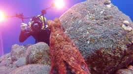 Octopus plays hide-and-seek with diver