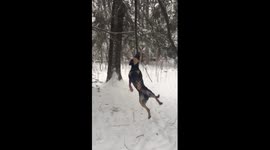 Determined dog swings from tree