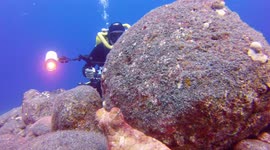 Octopus Hide and Seek