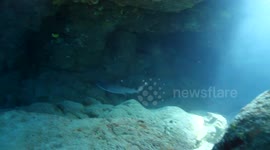 Whitetip Reef Sharks in Cave #5
